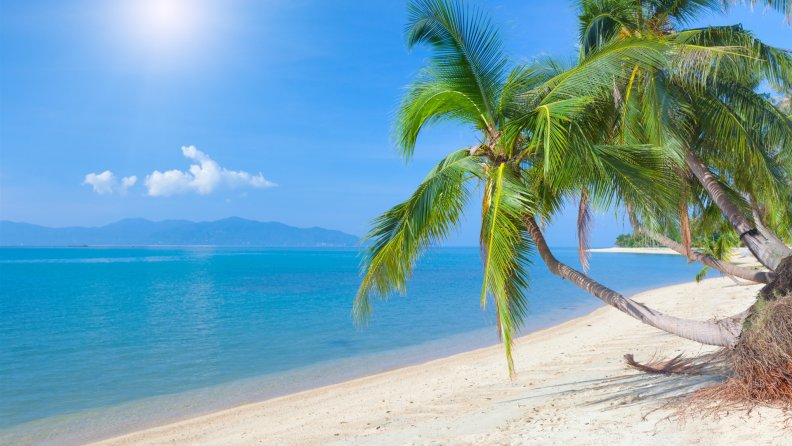 coconut_palm_on_a_tropical_beach.jpg