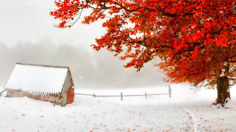 red_tree_in_an_early_winter_snow_storm.jpg