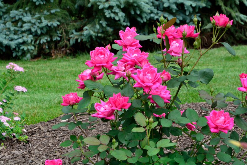 pink_rose_bush.jpg