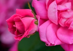 Pink and Red Rose Blossom