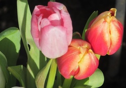 Tulip Heads
