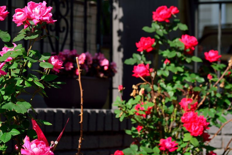 pink_and_red_rose_bushes.jpg