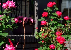 Pink and Red Rose Bushes
