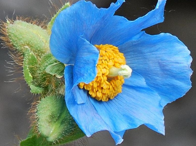 pretty_blue_flower.jpg