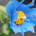 PRETTY BLUE FLOWER