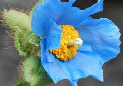 PRETTY BLUE FLOWER