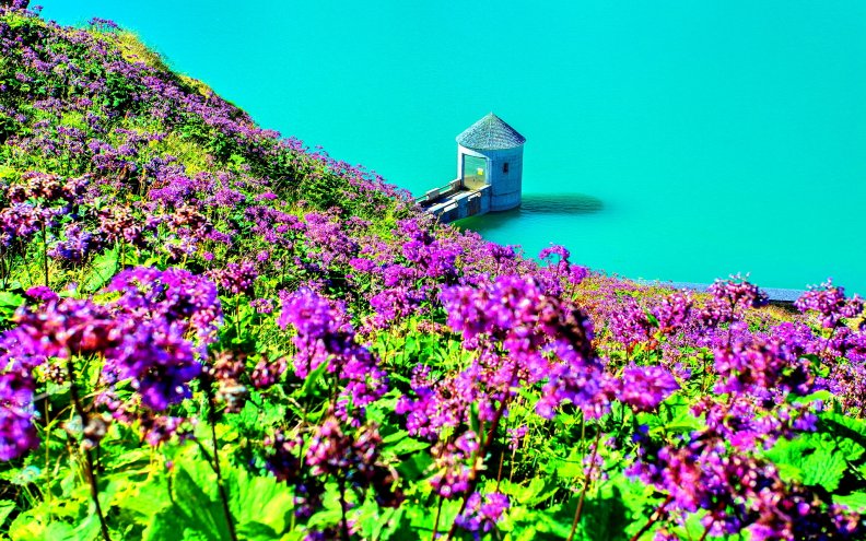 fields_of_purple_flowers_in_paradise_lake.jpg