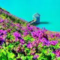 Fields of Purple flowers in Paradise Lake