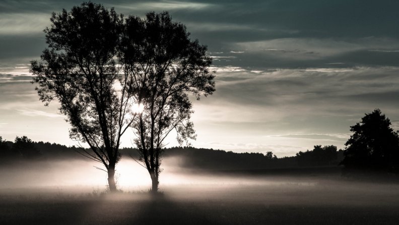 misty evening on a meadow