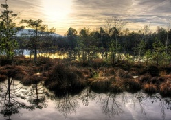 wonderful swamp landscape hdr