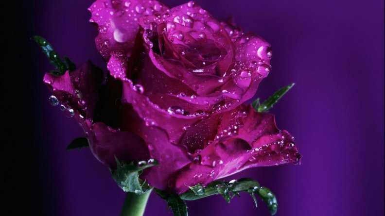 Wet purple rose