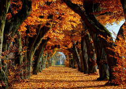 tunnel of trees covered in autumn leaves