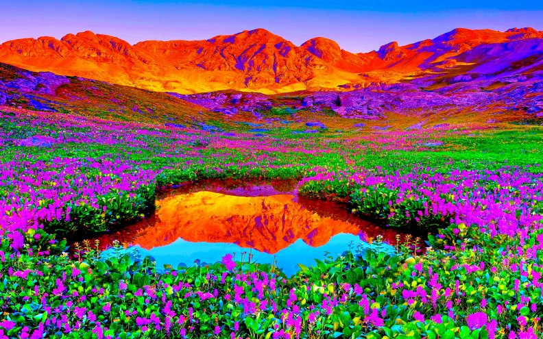 lovely_flowers_in_the_beautiful_mountains.jpg