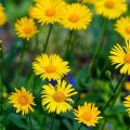 Yellow field flowers