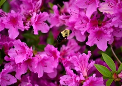 Bee In Midflight