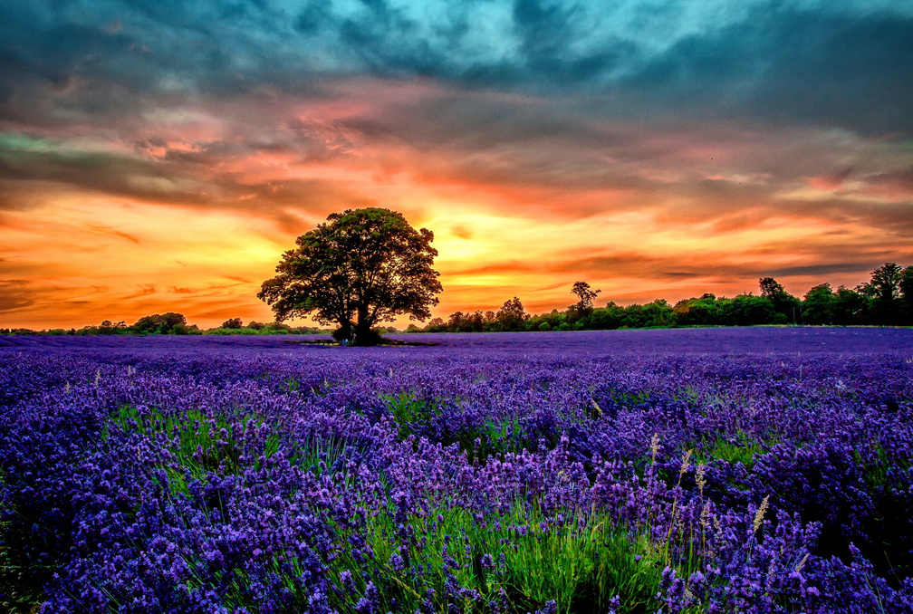 Lavender landscape