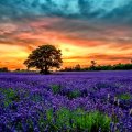 Lavender landscape