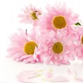 Chrysanthemum Pinks