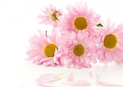 Chrysanthemum Pinks
