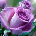 Purple Rose~Enchantment & Love at first sight.