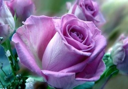 Purple Rose~Enchantment &amp; Love at first sight.