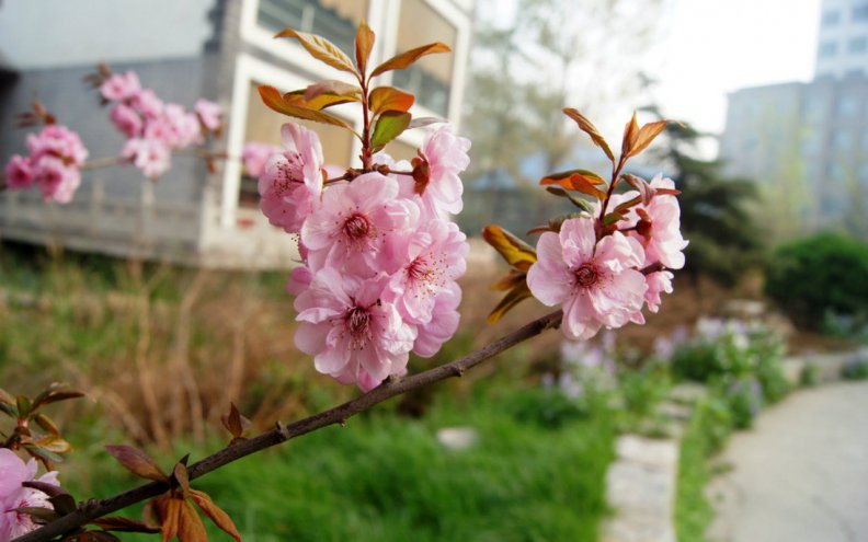 peach_blossom.jpg