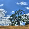tree on a hilltop under beautiful sky hdr
