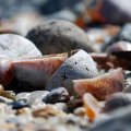 Beach Shells From Ocean