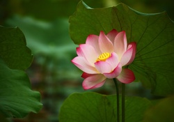 Noble lotus