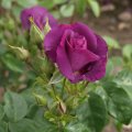Charming Purple Rose