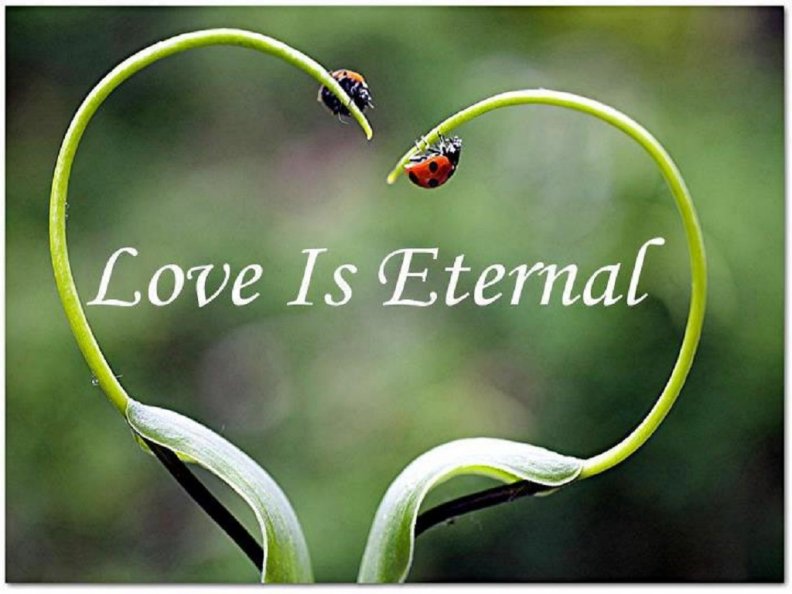 Love Is Eternal Download HD Wallpapers and Free Images