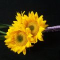 SunFlowers For You, Angel!♥ 