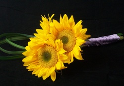 SunFlowers For You, Angel!♥ 
