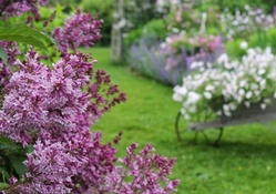 lilacs garden