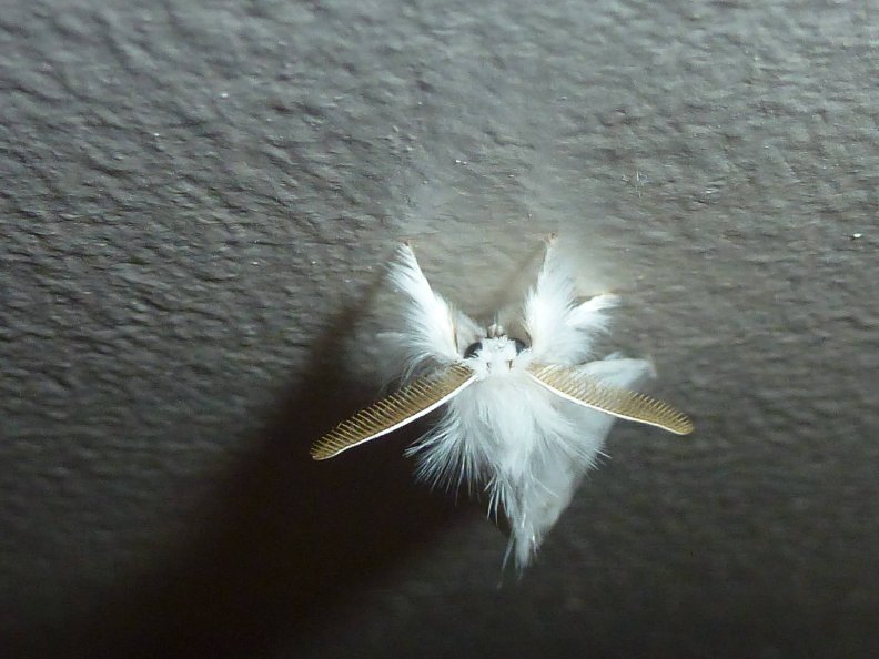 silk_moth.jpg