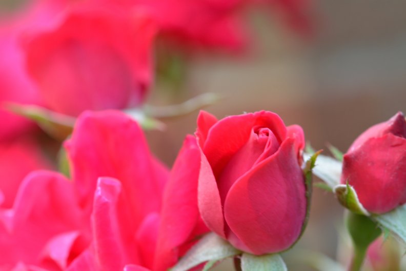 red_rose_garden.jpg
