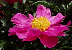 Lovely pink flower
