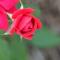 Cherry Red Rose