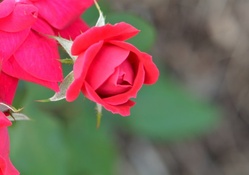 Cherry Red Rose