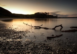 driftwood on pebble beach at dawn