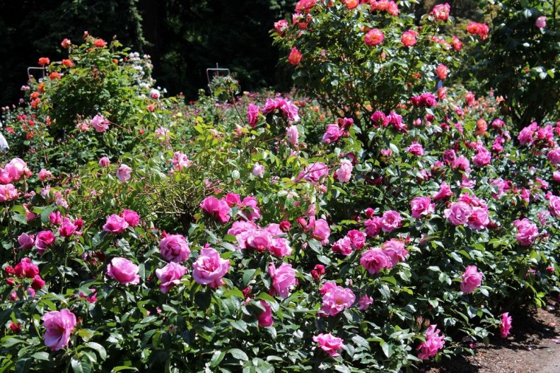 rose_garden.jpg