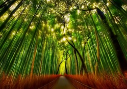 Bamboo Path
