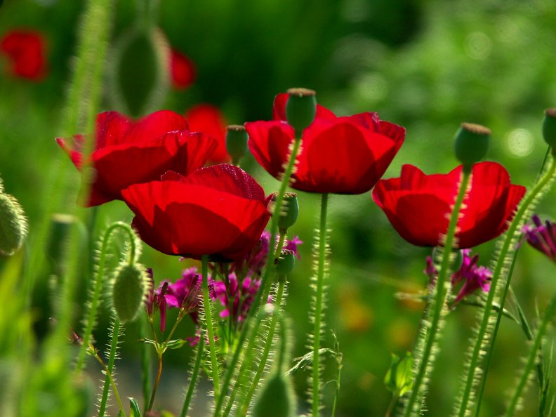 red_poppies.jpg