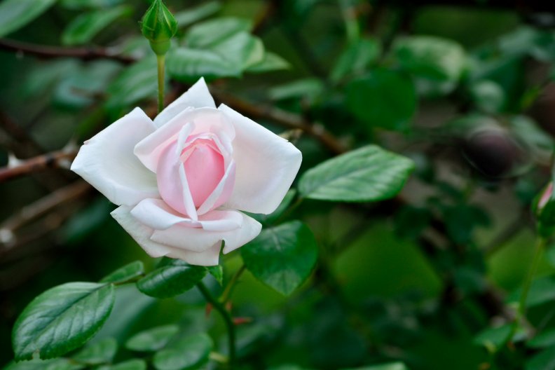 rose_bloom.jpg