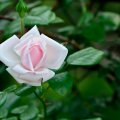 Rose Bloom