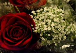 Babies Breath and Red Rose