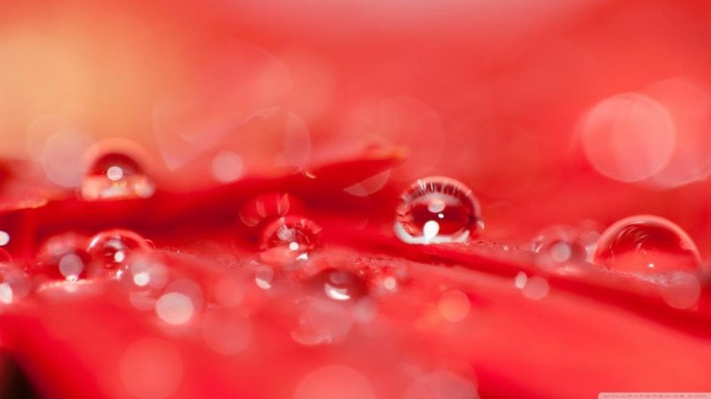drops_on_a_red_flower.jpg