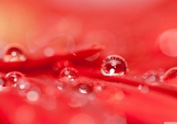 Drops on a red flower