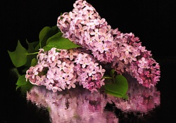 beautiful lilacs reflection