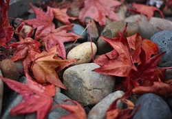 ~ Red Autumn Leaves ~